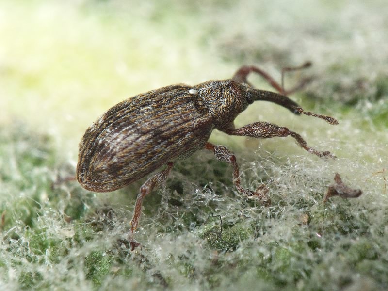 Anthonomus (Anthonomus) pomorum (Linnaeus, 1758)